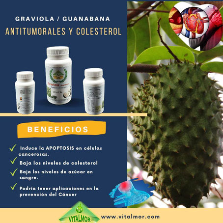 GRAVIOLA / GUANABANA