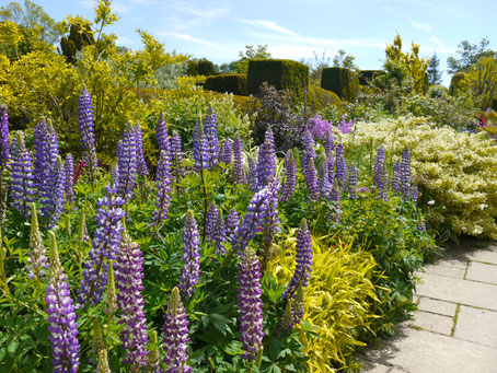 Great Dixter englische Border Gartenreise nach England Great Dixter Garden