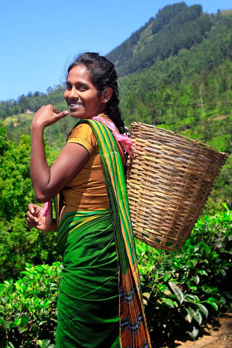 Theeplukster in de theevelden van Nuwara Eliya