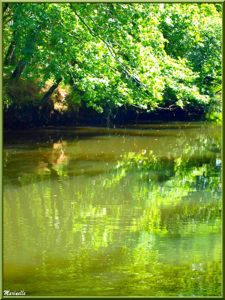 Verdoyance et reflets en bordure de La Leyre, Sentier du Littoral au lieu-dit Lamothe, Le Teich, Bassin d'Arcachon (33) 