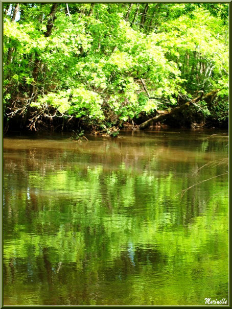 Verdure et reflets en bordure de La Leyre, Sentier du Littoral au lieu-dit Lamothe, Le Teich, Bassin d'Arcachon (33) 