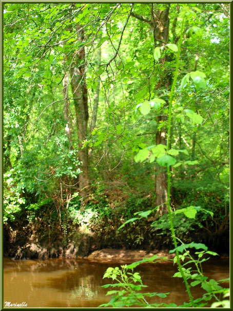 Végétation luxuriante et reflets en bordure de La Leyre, Sentier du Littoral au lieu-dit Lamothe, Le Teich, Bassin d'Arcachon (33) 