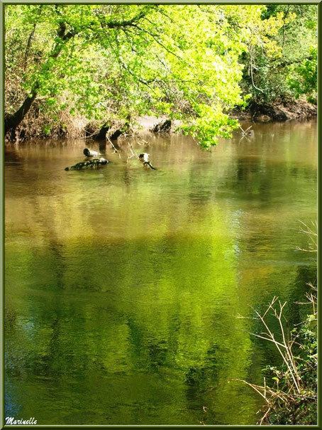 Verdure, bois et reflets en bordure de La Leyre, Sentier du Littoral au lieu-dit Lamothe, Le Teich, Bassin d'Arcachon (33) 