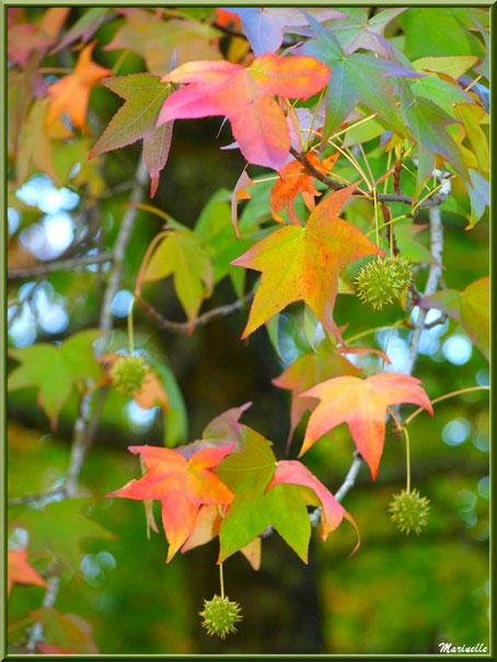 Feuilles et bogues de Liquidambar (ou Copalme d'Amérique) aux couleurs automnales, forêt sur le Bassin d'Arcachon (33) 