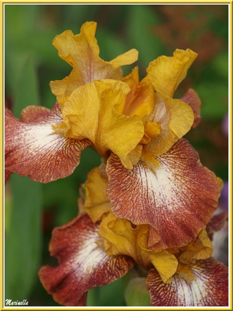 Iris jaune ocre et marron au jardin
