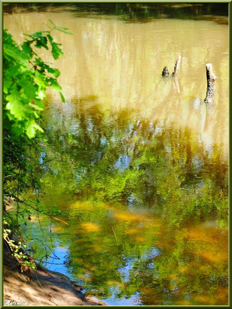 Verdure, bois et reflets en bordure de La Leyre, Sentier du Littoral au lieu-dit Lamothe, Le Teich, Bassin d'Arcachon (33)   