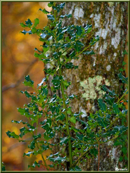 Pied de houx adosséà un tronc de pin , forêt sur le Bassin d'Arcachon (33)