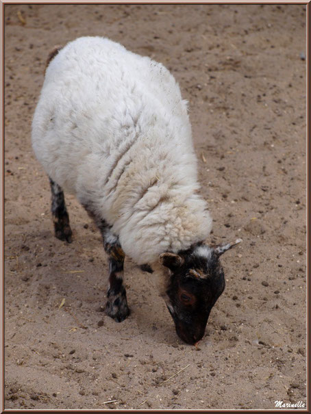 Mouton tête noire, Parc de la Coccinelle, mini-ferme à Gujan-Mestras, Bassin d’Arcachon (33)