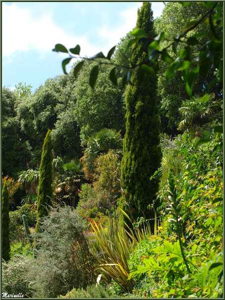 Les Terrasses et la verticalité des Cupressus sempervirens (Cyprès) - Les Jardins du Kerdalo à Trédarzec, Côtes d'Armor (22) 