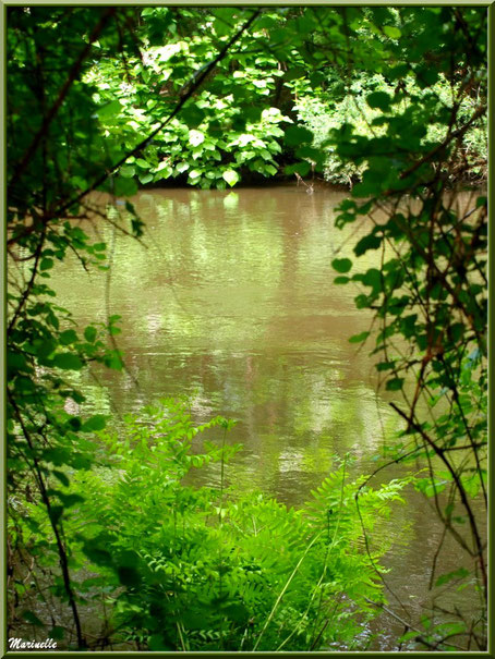 Verdoyance et reflets en bordure de La Leyre, Sentier du Littoral au lieu-dit Lamothe, Le Teich, Bassin d'Arcachon (33)