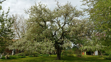 API'zone - Siège social - Pommier classé Arbre remarquable de France