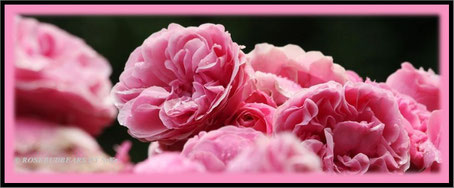 Rose Leonardo da Vinci