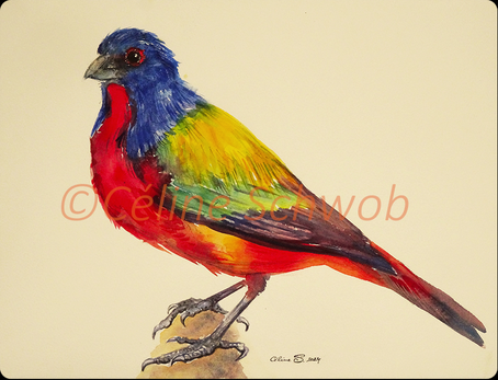 Painted Bunting, aquarelle, 28cm x 38cm, 2024