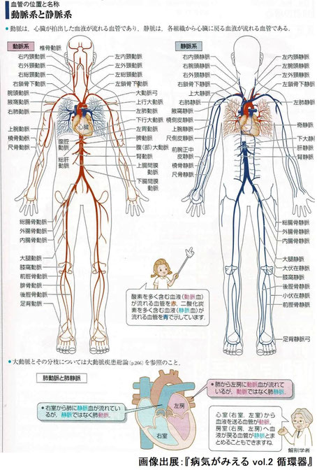 動脈系と静脈系