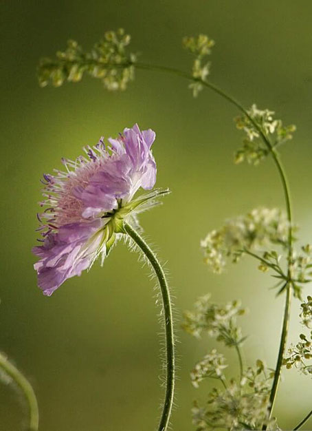 ein lila Blümchen und ein wildes Gras im Gegenlicht