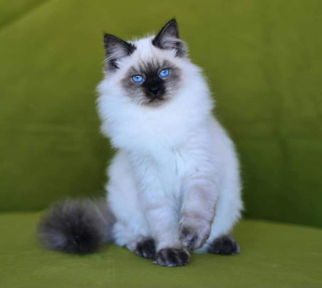 chaton sibérien gris