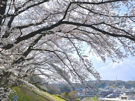 聖蹟桜ヶ丘の桜-3 ◆模型製作工房 聖蹟