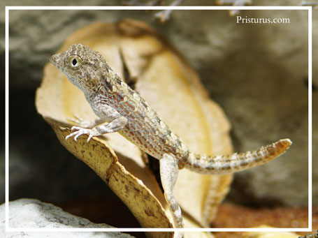 Pristurus carteri - Salalah