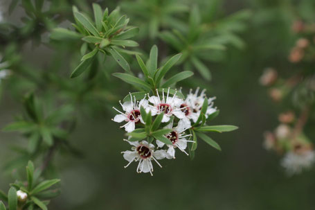 Fleurs blanches de Kanuka Kunzea Ericoides de Nouvelle-Zélande avec ses feuilles. Puri New Zealand