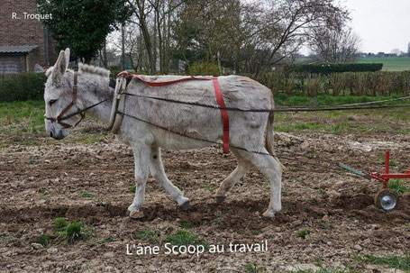 l'âne Scoop au travail dans la pépinière Perlin-Pépin de Planteurs d'Avenir