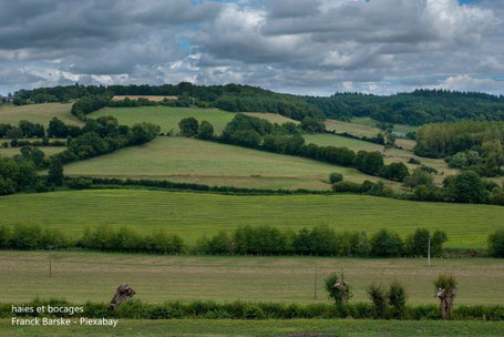 bocage et haies pour la biodiversité et les paysages