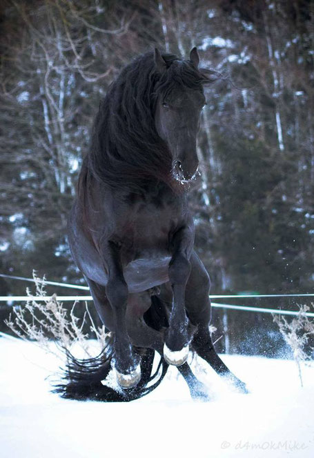 Fotoshooting mit Pferd Lambertus