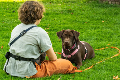 Hundetrainer Ausbildung Schweiz Welpentraining