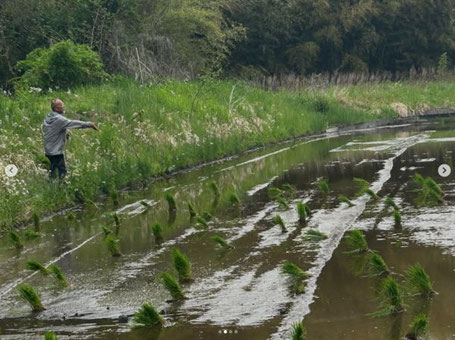 最初は稲を束ねて田んぼに投げ入れ、植える場所に印をつけた縄を張り開始!