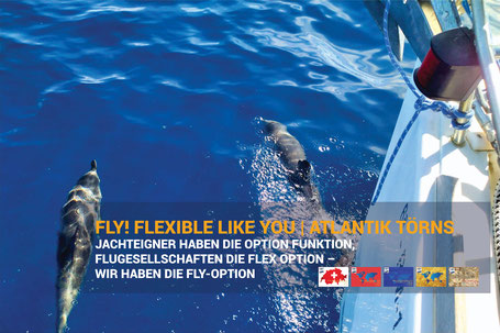 Delfin begleitet Segelyacht am Bug – HOZ Atlantik Törns mit Fly-Option und besonderen Erlebnissen.