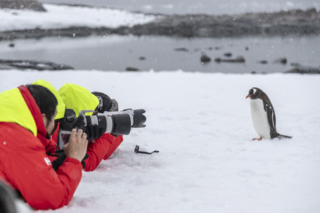 南極とペンギン