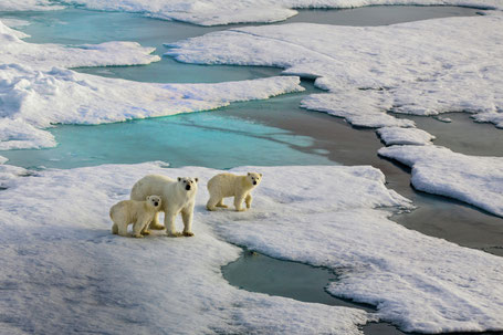 北西航路の氷と北極グマ　