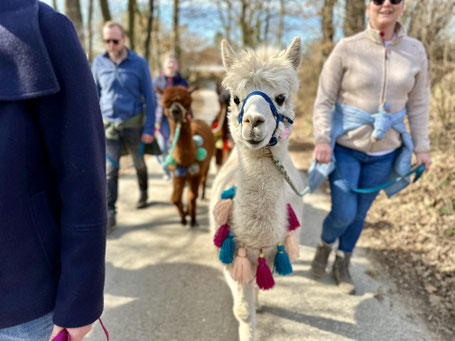 Gruppe wandert mit Alpakas und Lamas über Feldwege bei der Kronacker Runde am Pointnerhof.