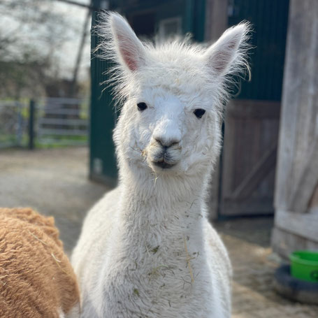 Flauschiges Alpaka blickt voller Neugier in die Kamera