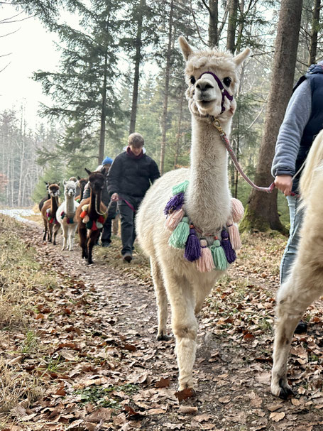 Alpakas und Lamas auf der Birkenfeld‑Tour im Wald.