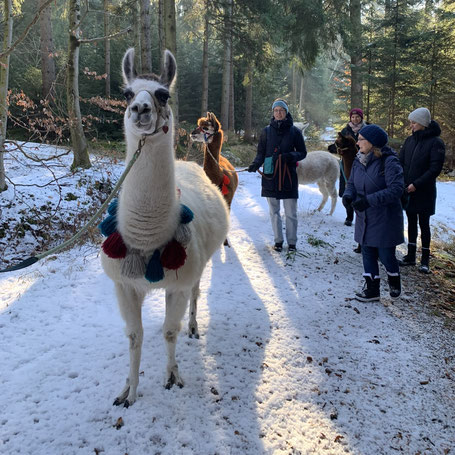 Wanderung im Winter mit Lama durch den verschneiten Wald in Hohenlinden.