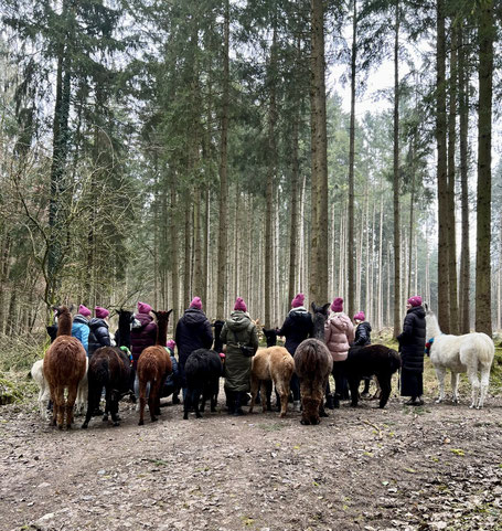 JGA‑Gruppe führt Alpakas und Lamas durch den Wald in Hohenlinden bei München..
