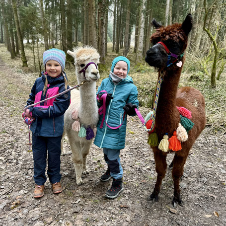 Kinder wandern mit Alpakas und Lamas durch den Wald am Pointnerhof.