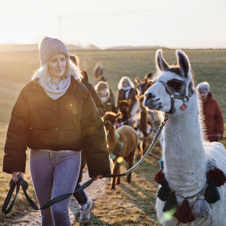 Gruppe führt Alpakas und Lamas bei der Gauditour am Pointnerhof durch die Natur.