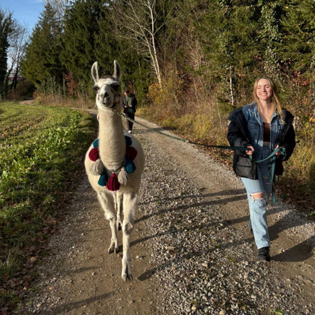 Lama wird von Besucher*innen über den Feldweg geführt