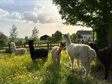 Alpakas auf der Weide am Pointnerhof in Hohenlinden.