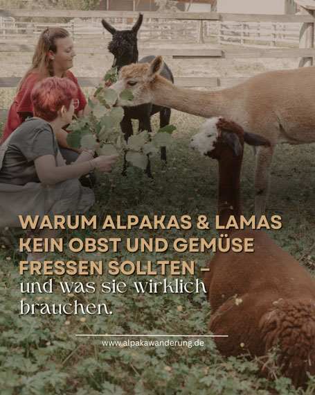 Personen füttern auf der Weide die Alpakas mit Haselnusszweigen