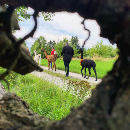 Gruppe wandert mit Alpakas über Feldwege