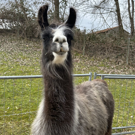 Lama auf der Weide bei der Begegnung mit Menschen
