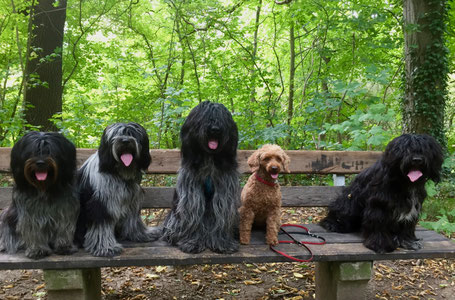 Zeigt her Eure Zungen :-) (Jane, Bisou, Cooper, Kiki, Amadeus v.l.n.r.)