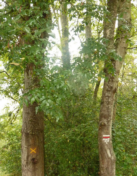 Exemples de balisages sur arbres, chacun ayant une signification différente. En espérant qu'ils ne seront pas coupés ! (les arbres évidemment)