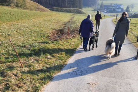 Walk Work Fun: Hundegruppe in Küttigen - Aarau