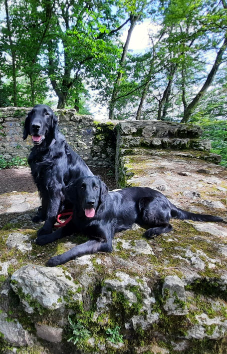 Hunde von Markus Nitsche