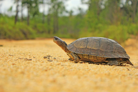 Belize,  Hidden Valley In, natm,isla bonita,Hol Chan Marine Park, san pedro, ambergris caye,