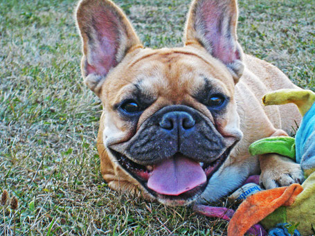 bouledogue français Maddox