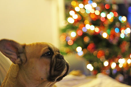 bouledogue français Maddox